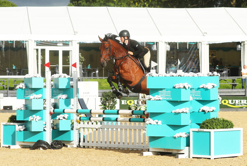 Showjumping Horse For Sale